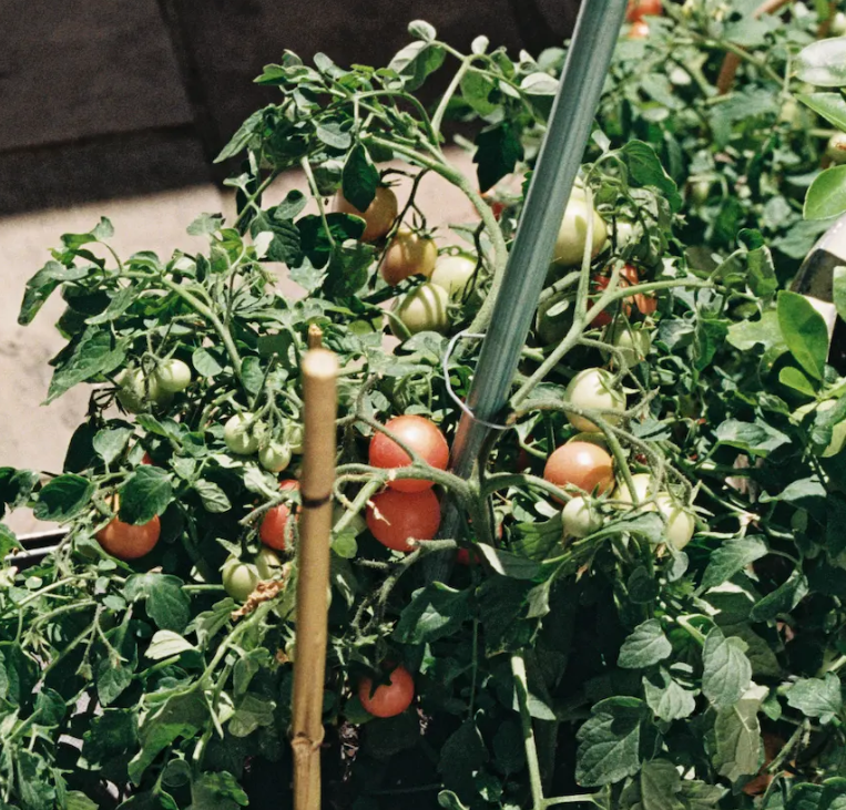 Gardening Q&A with... Claire Ratinon
